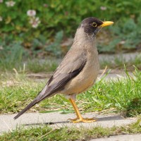 Austral Thrush